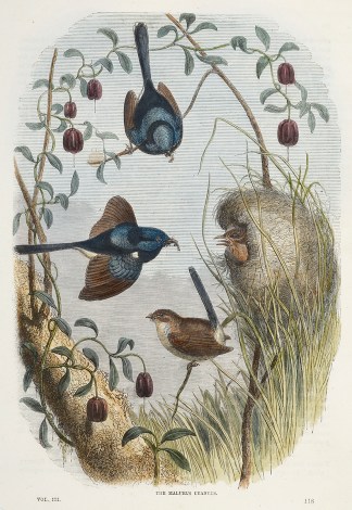 The Malurus Cynaneus. Australian