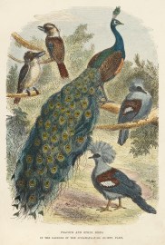 Peacock and Other Birds in the Gardens of the Acol… General
