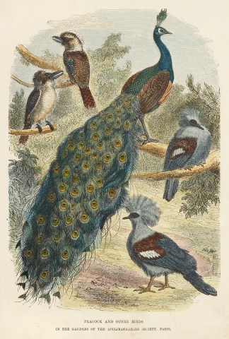 Peacock and Other Birds in the Gardens o… General / Global