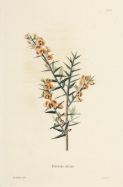 Daviesia ulicina. Australian - General Daviesia ulicina.