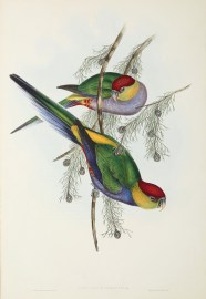 Platycercus pileatus: Vig