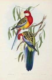 Platycercus eximius.