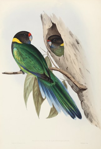 Platycercus Semitorquatus. Australian