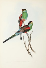 Psephotus pulcherrimus: Gould