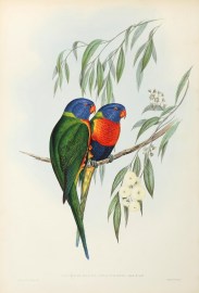 Trichoglossus Swainsonii: Jard & Selb.