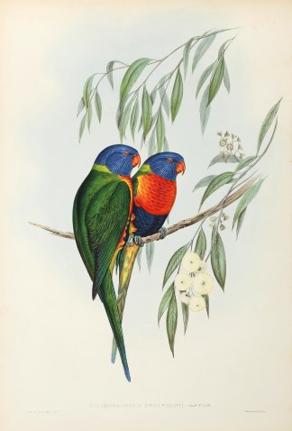 Trichoglossus Swainsonii: Jard & Sel… Australian Trichoglossus Swainsonii: Jard & Sel… Australian