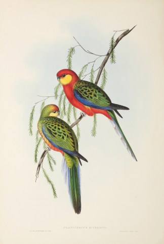 Platycercus icterotis. Australian