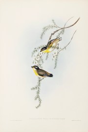 Pardalotus melanocephalus: Gould