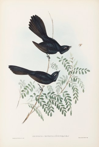 Rhipidura Motacilloides: Vig. & Hors… Australian