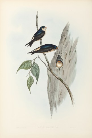 Chelidon Arborea: Gould. Australian