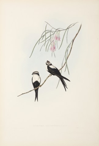 Atticora leucosternon: Gould Australian