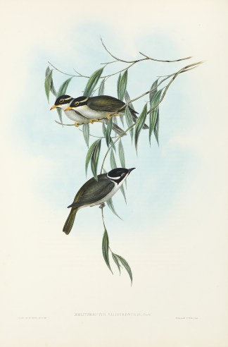 Melithreptus Validirostris: Gould. Australian