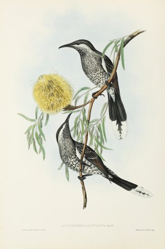 Anthochaera lunulata: Gould. Australian