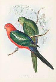 Aprosmictus scapulatus.