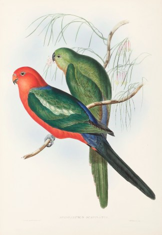 Aprosmictus scapulatus. Australian