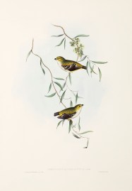 Pardalotus quadragintus: Goulds.