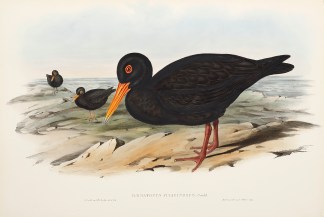 Haematopus fuliginosus: Gould Australian