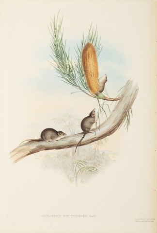 Antechinus minutissimus, Gould. Australian - General