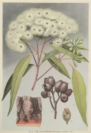 The Bloodwood. (Eucalyptus corymbosa, Sm.) Australian - General The Bloodwood. (Eucalyptus corymbosa, Sm.)