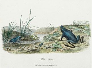Blue Frogs. Reptiles & Amphibians