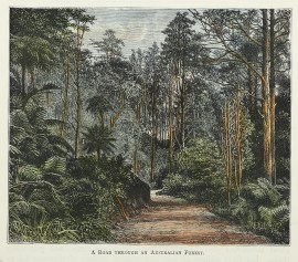 A Road Through an Australian Forest. Australian - General