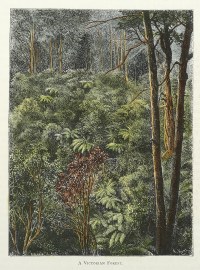 A Victorian Forest. Australian - General