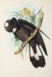 Calyptorhynchus Baudinii: Vig.