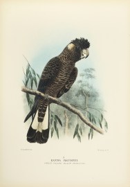 Zanda Baudinii. (White-tailed Black Cockatoo).