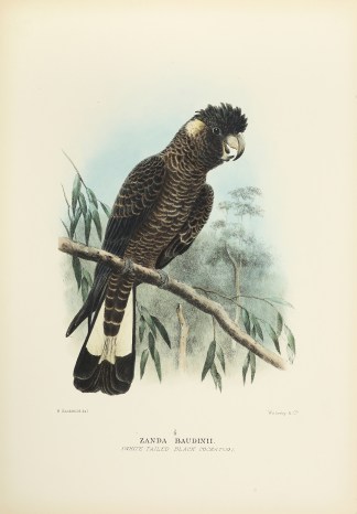 Zanda Baudinii. (White-tailed Black Cock… Australian
