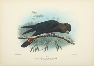 Calyptorhynchus virdis. (Glossy Cockatoo… Australian