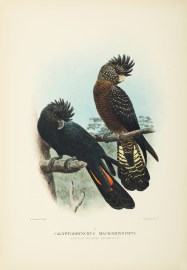 Calyptorhynchus macrorhynchus. (Great-Billed Cockatoo).