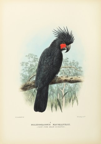 Solenoglossus macgillivrayi. (Cape York … Australian