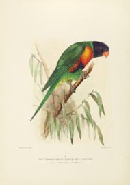 Trichoglossus Novae-hollandiae. (Blue-Bellied Lori… Australian - Mathews