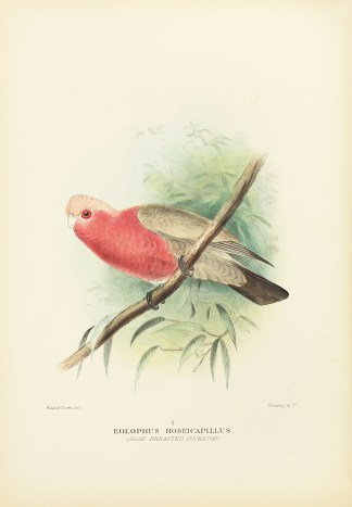 Eolophus Roseicapillus. (Rose-breasted C… Australian