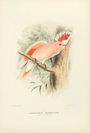 Lophochroa Leadbeateri. (Pink Cockatoo).