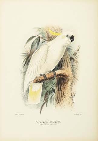 Cacatoes Galerita. (White Cockatoo). Australian