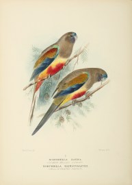 Northiella Zanda. (Crimson Bellied Parrot). Northi… Australian - Mathews