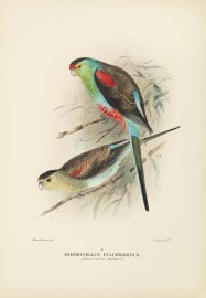 Psephotellus pulcherrimus. (Beautiful Parrot) Australian - Mathews