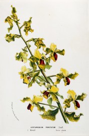 Cyrtopodium Punctatum BOTANICALS Cyrtopodium Punctatum