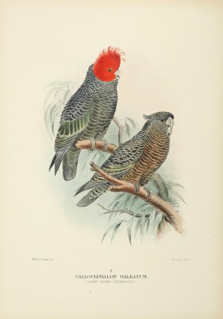 Callocephalon Galeatum. (Gand-Gang Cocka… Australian