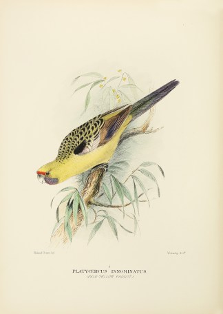 Platycercus innominatus. (Pale-yellow Pa… Australian