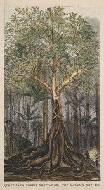 Queensland Forest Vegetation: The Moreton Bay Fig. Acquisitions Maps & Prints