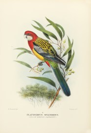 Platycercus splendidus (Yellow-mantled Parrakeet). Australian - Mathews