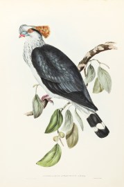 Lopholaimus Antarcticus: G.R. Gray