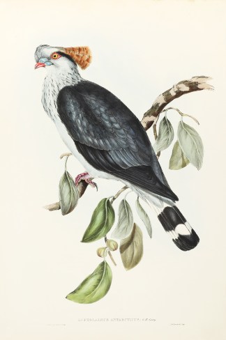 Lopholaimus Antarcticus: G.R. Gray Australian