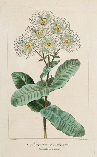 Metrosideros anomala. Australian - General