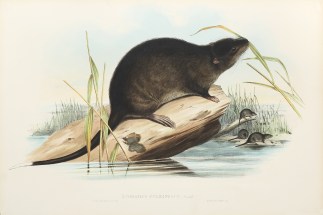 Hydromys fuliginosus, Gould Australian - General