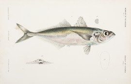 [The Horse Mackerel, Trachurus Trachurus]