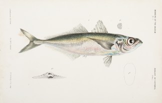 [The Horse Mackerel, Trachurus Trachurus… Prodromus of the Zoology of Victoria