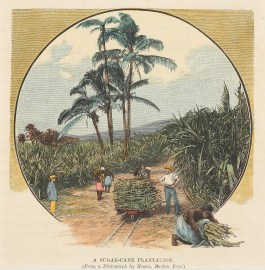 A Sugar Cane Plantation PACIFIC